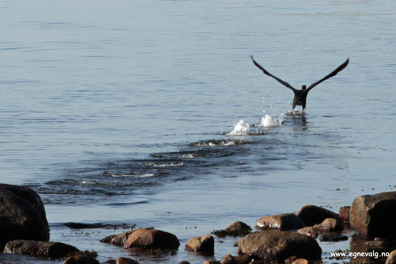 Lettelse - Relief - Skarv - Cormorant